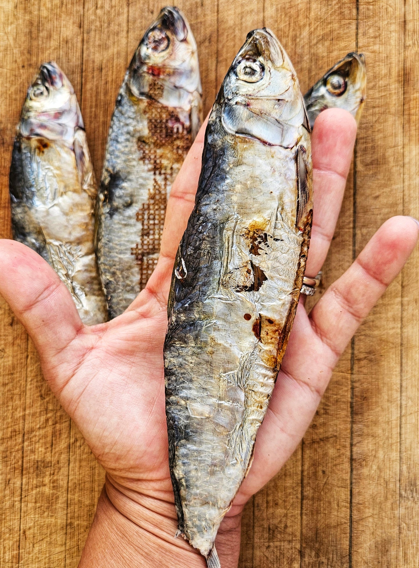 Dehydrated Wild-Caught Sardines for Cats and Dogs — Raw Instincts Florida