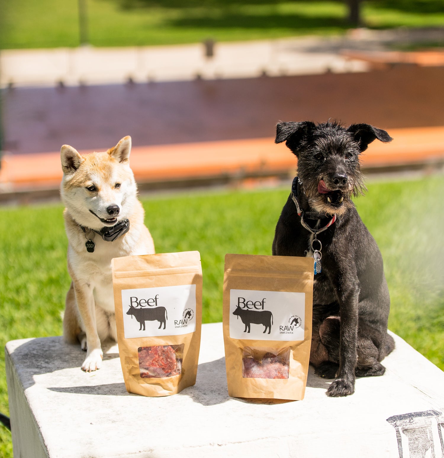 Ziggy and Oliver with organic beef Meal