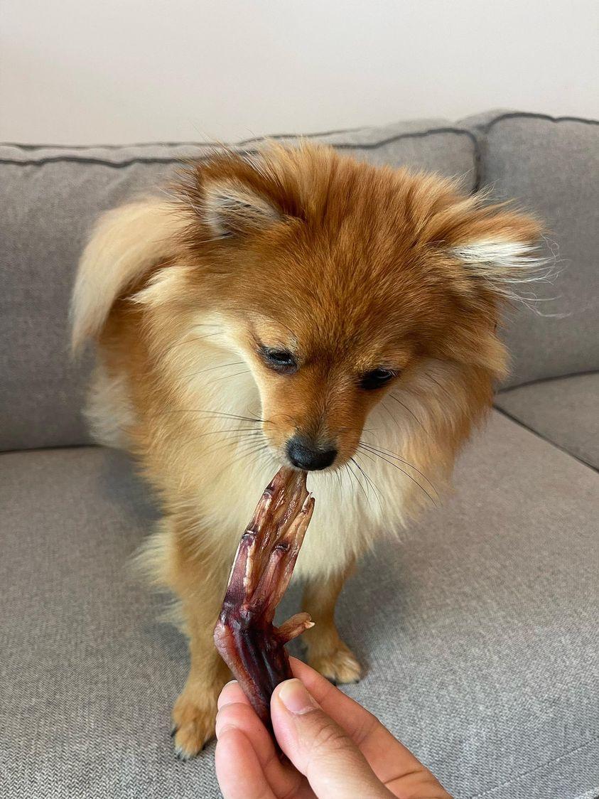 Dehydrated Duck Feet for Dogs and Cats — Raw Instincts USA