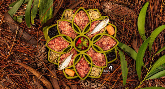 Raw Beef & Wild-Caught Salmon PMR Meal for Cats and Dogs — Florida — Raw Instincts