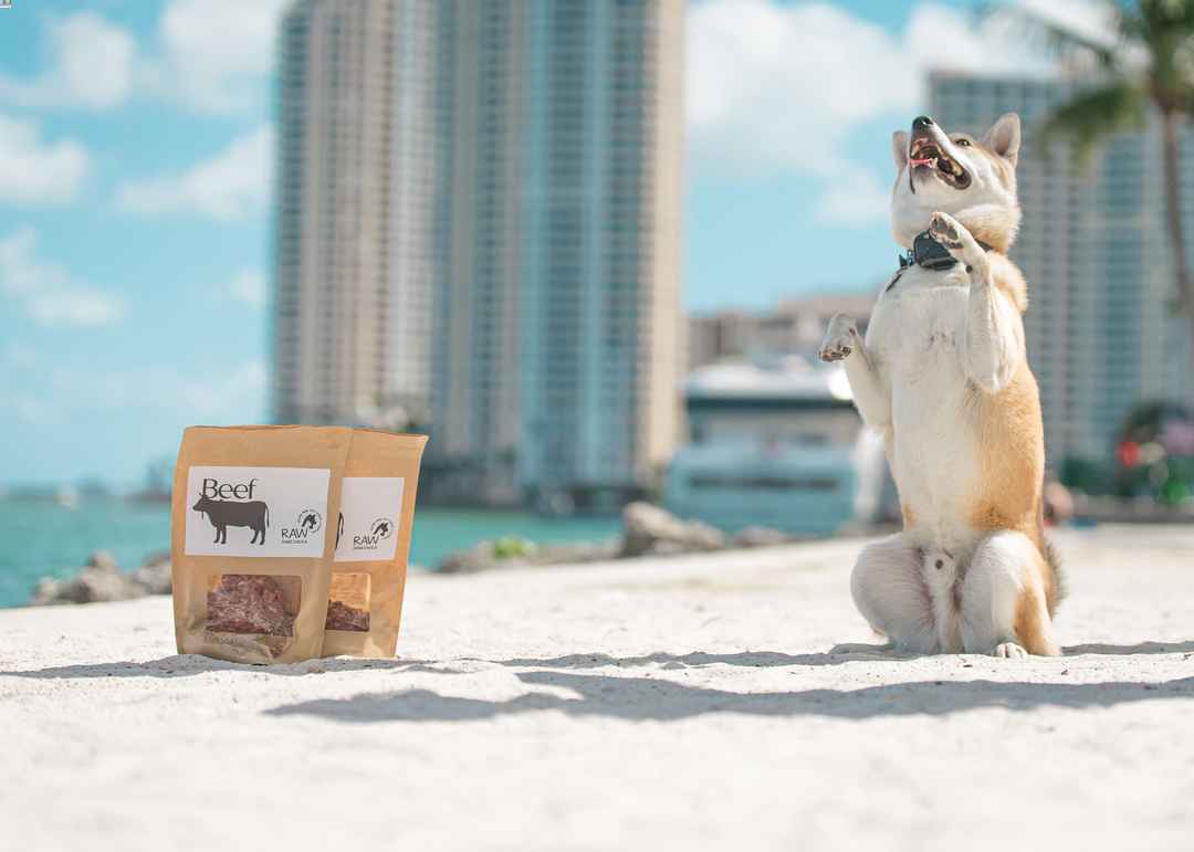 Ziggy sitting upright outdoors in Miami