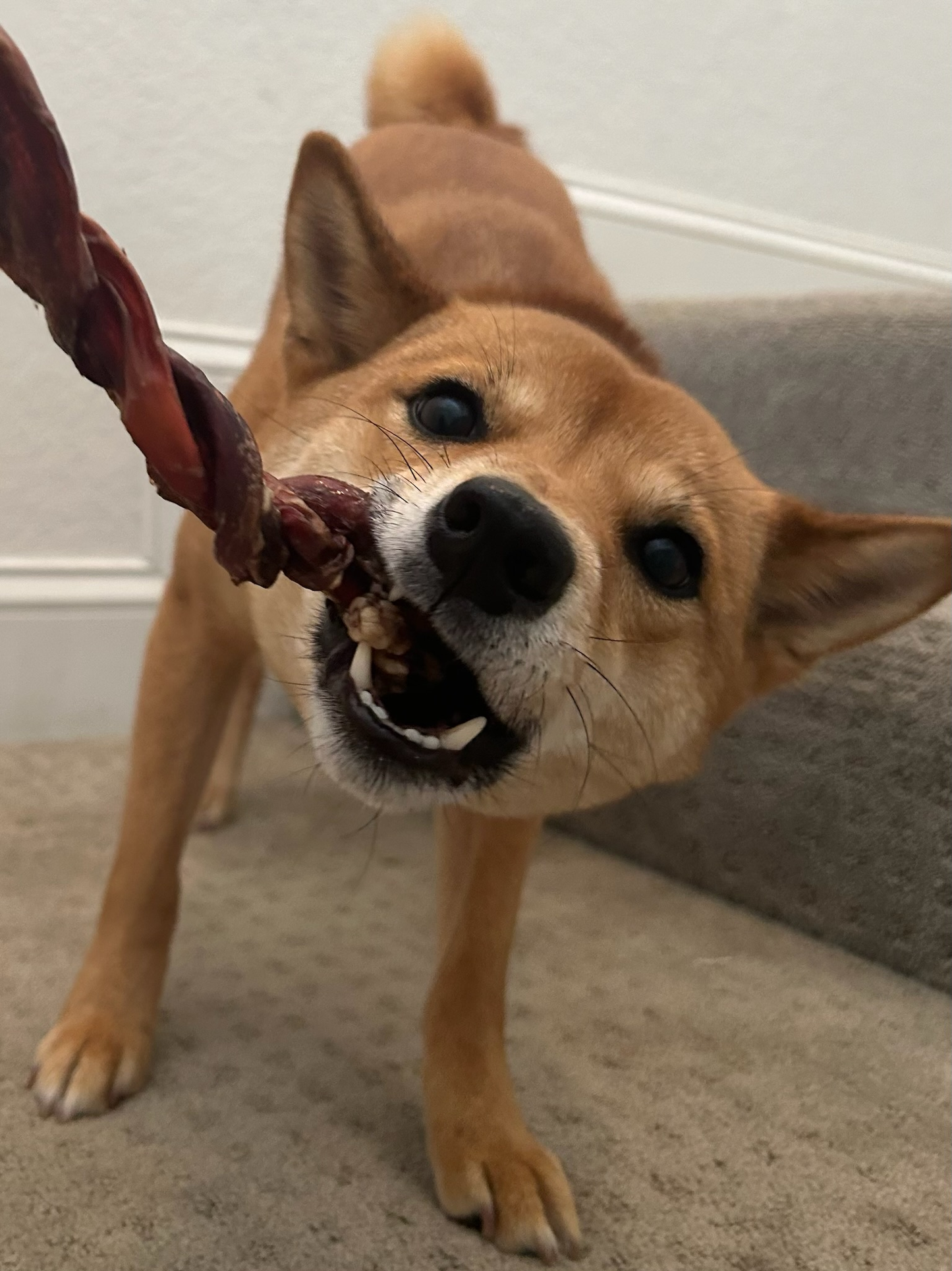 Beef pizzle single ingredient treat for dogs