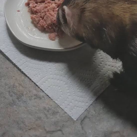 Ferret eating raw