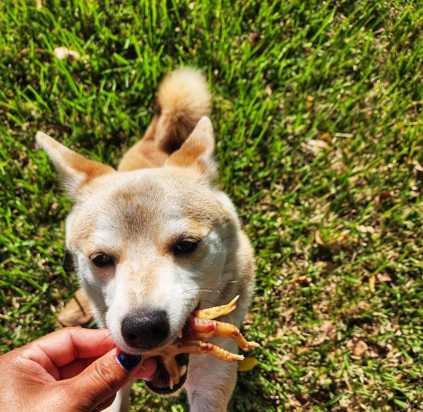 Natural Chicken Feet Chew for Pets – Small Batch USA-Made