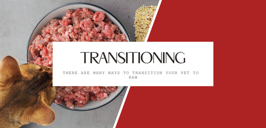 How do you transition your pet to raw feeding?