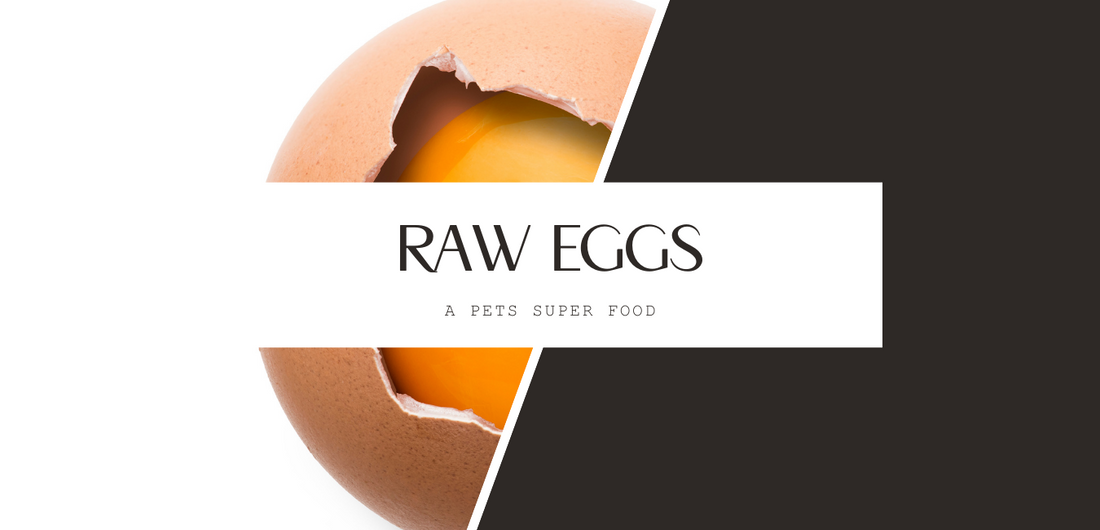 Can my pet eat raw eggs?