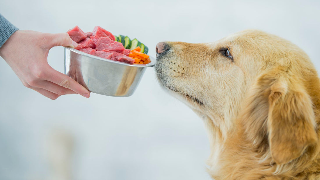 Health Benefits of a Variety of Foods for Dogs