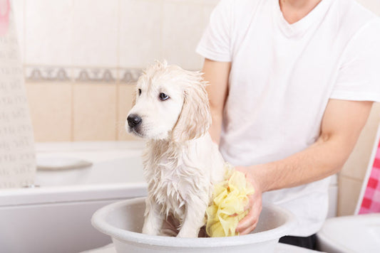 how to take care of dogs dog hygiene and growth