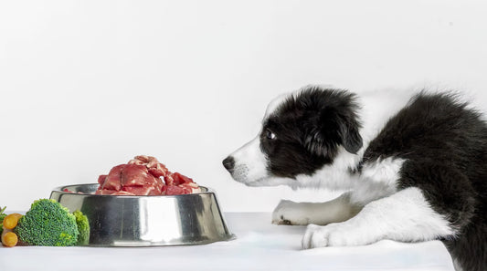 raw beef for dog