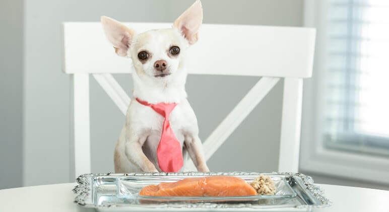 the many benefits of beef and salmon for dogs