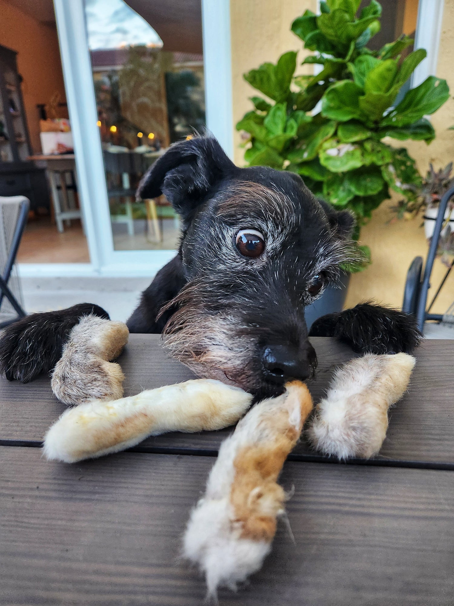 Rabbit Treat